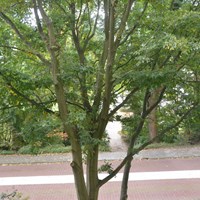 Amstelveen, Goereesepad, 3-kamer appartement - foto 4